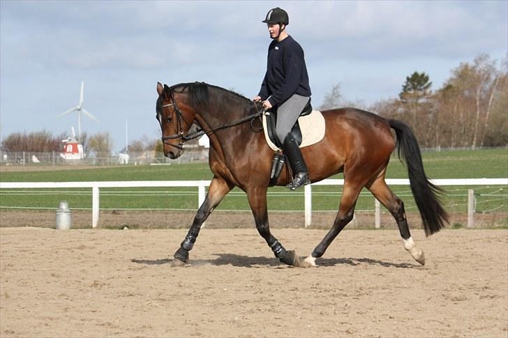 Dansk Varmblod Mixit - 5 år billede 10