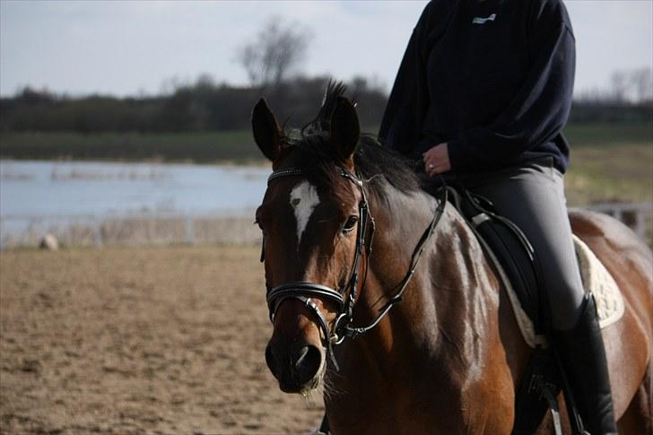 Dansk Varmblod Mixit billede 9