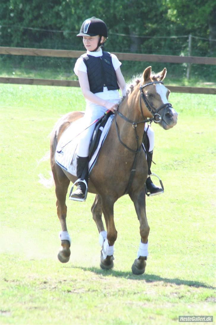 Anden særlig race Jamaica <3(gammel part)<3 - vasehus billede 18