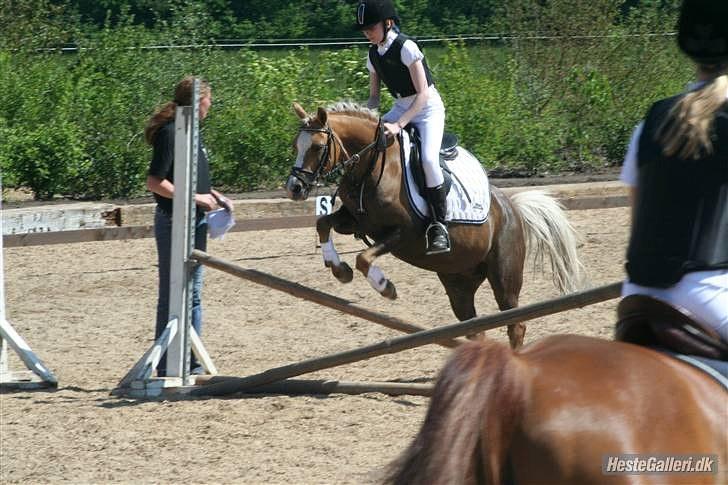 Anden særlig race Jamaica <3(gammel part)<3 - opvarmning i vasehus billede 19