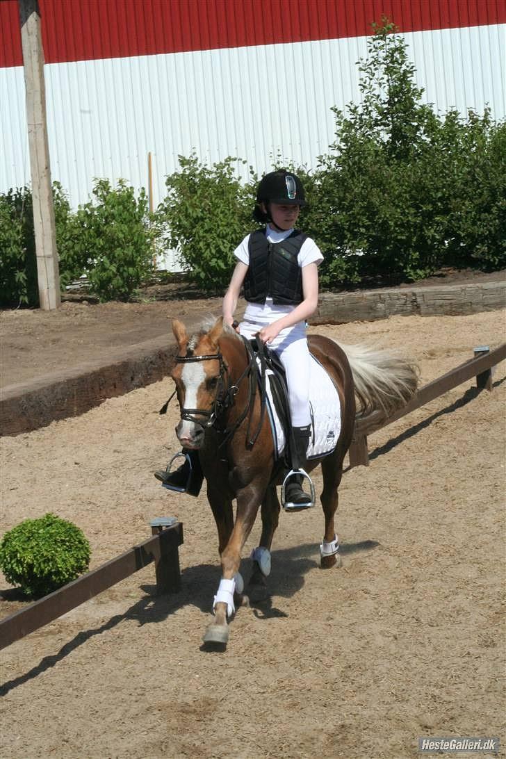 Anden særlig race Jamaica <3(gammel part)<3 - opvarmning i vasehus billede 20