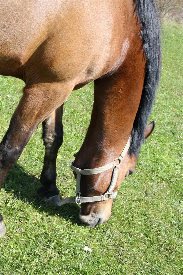 Anden særlig race Mr. Matrix billede 18