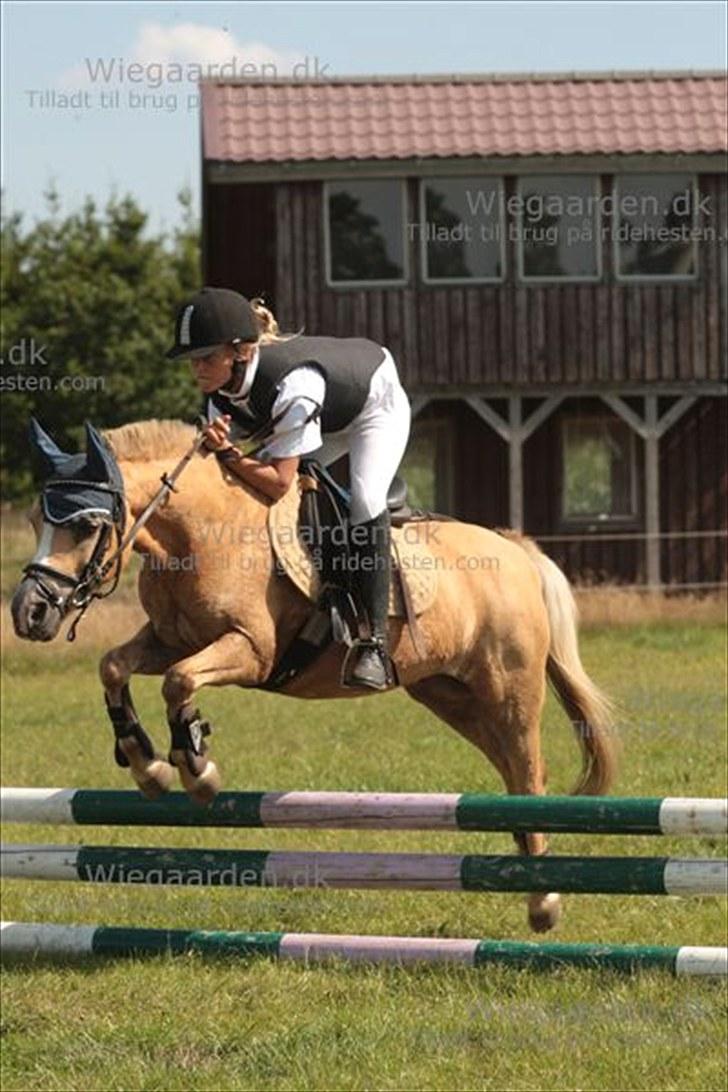 Palomino kosmo  - vi var et hold skat og det vil vi altid være billede 12