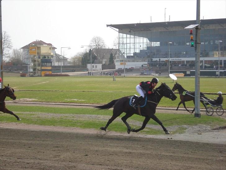 Traver Black Progress - Dejlige trav, endte med en flot 3. plad, og en super tid! billede 18