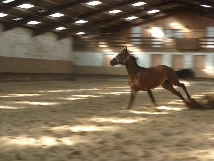 Ungarnsk Varmblod  Ramzes furioso Legény - død :'( billede 6