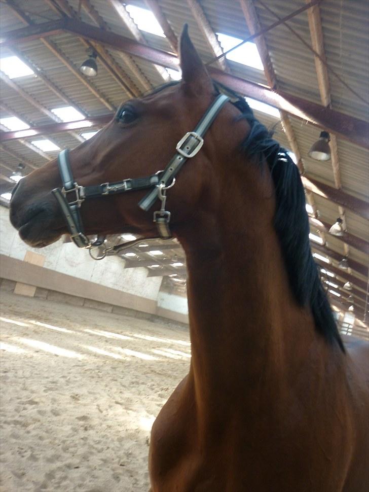 Ungarnsk Varmblod  Ramzes furioso Legény - død :'( billede 7