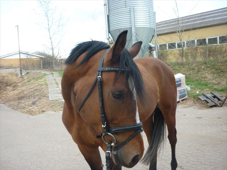 Ungarnsk Varmblod  Ramzes furioso Legény - død :'( billede 8