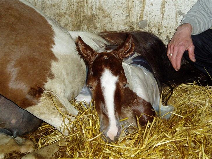 Pinto Svalebos Red Bull SOLGT   - Ja....så er jeg kommet billede 1