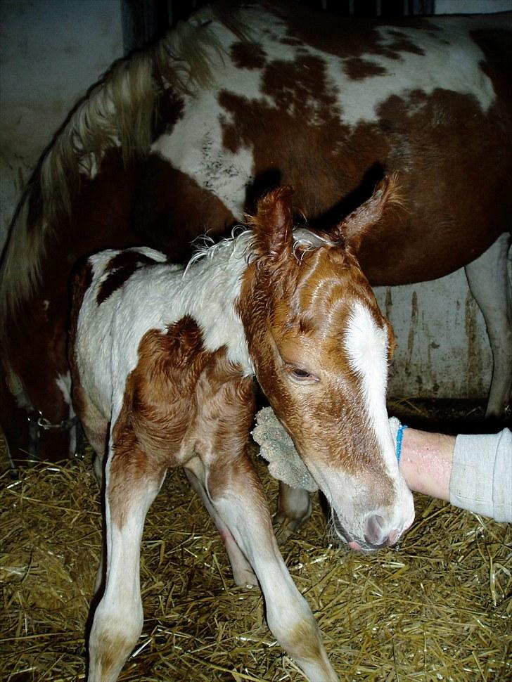 Pinto Svalebos Red Bull SOLGT   billede 2