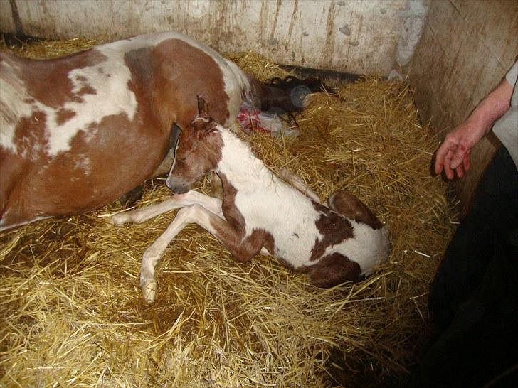Pinto Svalebos Red Bull SOLGT   - Hmm hvordan skal jeg komme op og stå på de lange ben ?? billede 4
