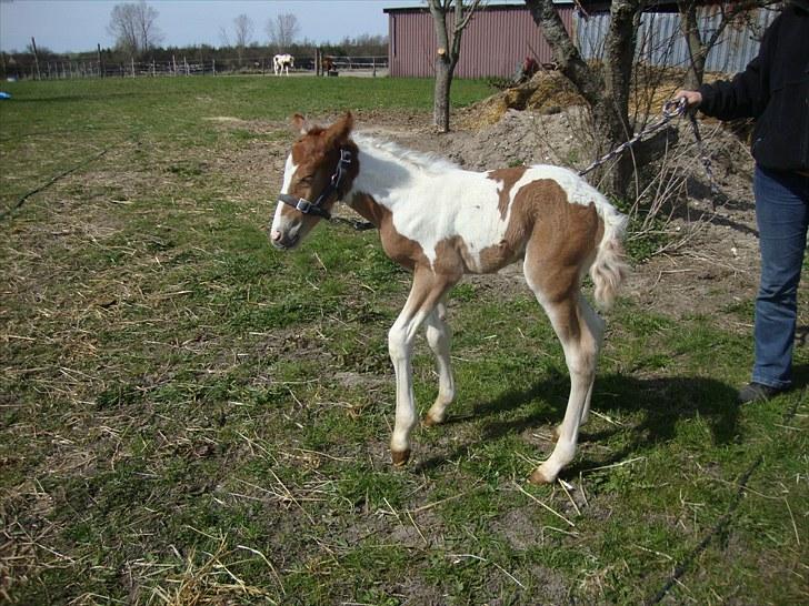 Pinto Svalebos Red Bull SOLGT   billede 6
