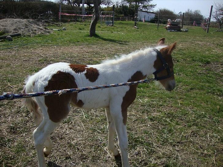 Pinto Svalebos Red Bull SOLGT   billede 7