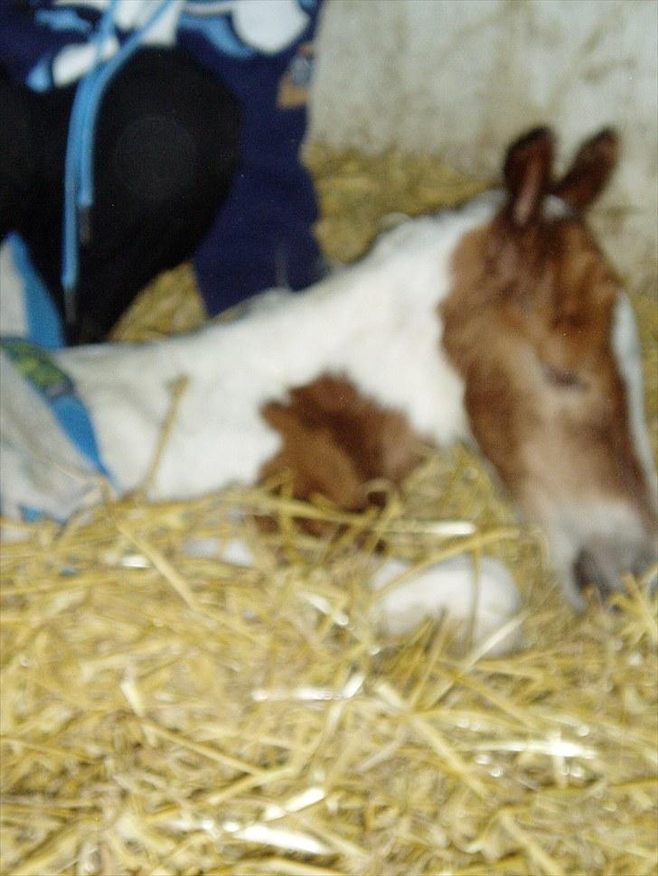 Pinto Svalebos Red Bull SOLGT   billede 8