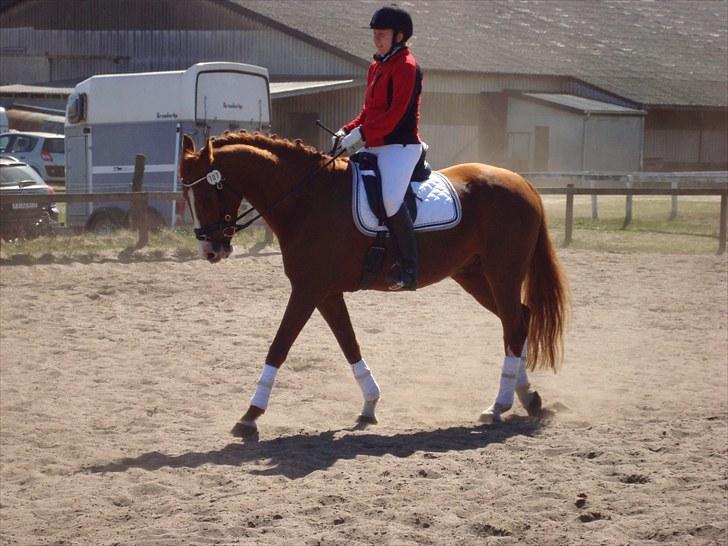 Anden særlig race Kashmir Chilan   /SØSTERS billede 1