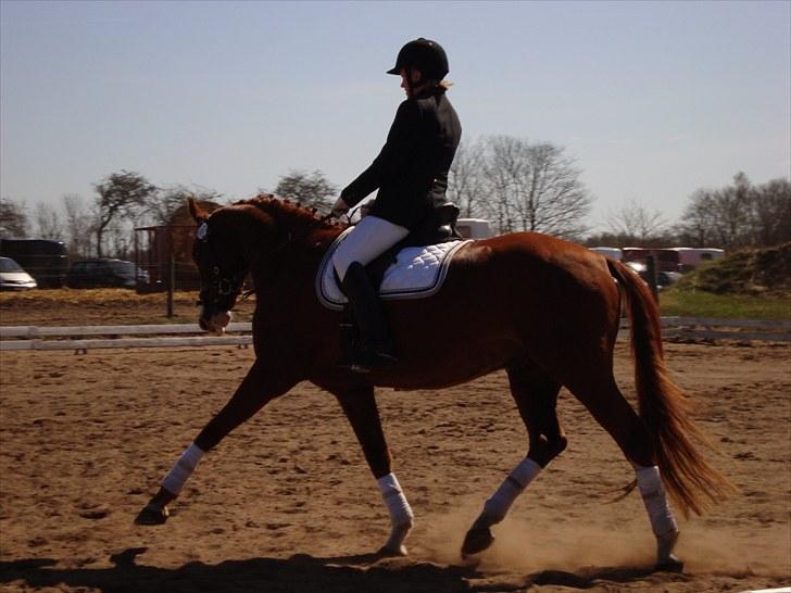 Anden særlig race Kashmir Chilan   /SØSTERS billede 2