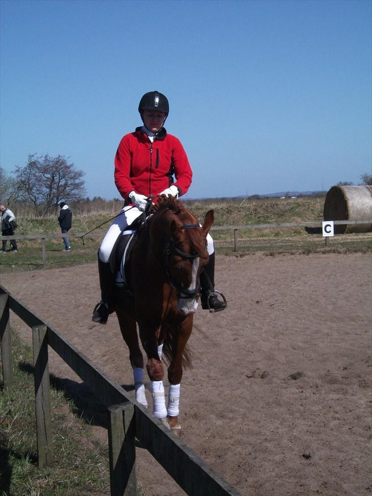 Anden særlig race Kashmir Chilan   /SØSTERS billede 4