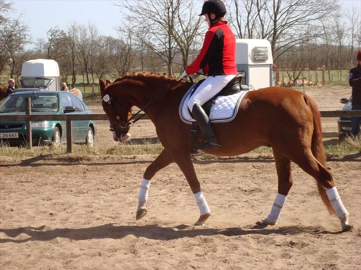 Anden særlig race Kashmir Chilan   /SØSTERS billede 5
