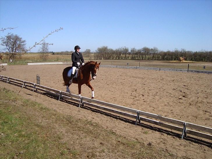 Anden særlig race Kashmir Chilan   /SØSTERS billede 6