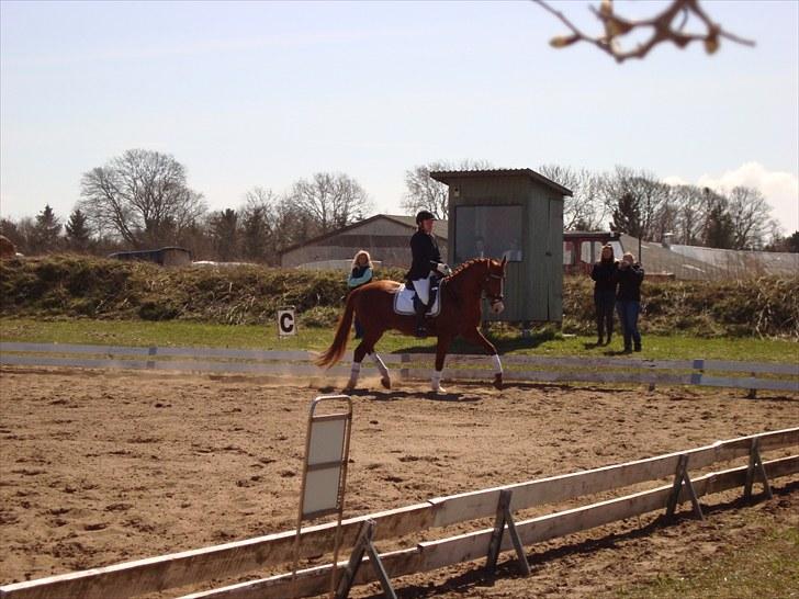 Anden særlig race Kashmir Chilan   /SØSTERS billede 7