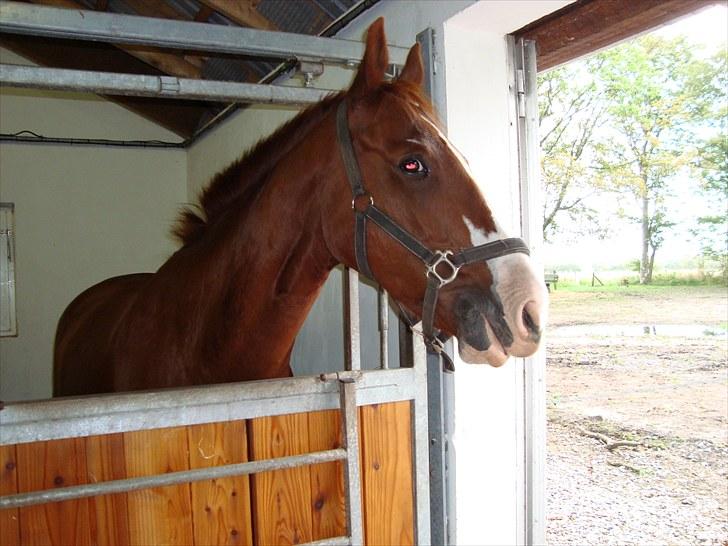 Anden særlig race Kashmir Chilan   /SØSTERS billede 8