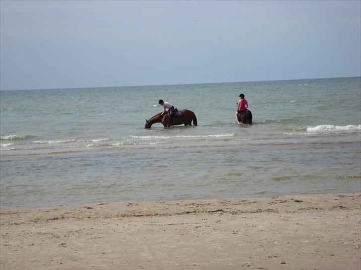 Anden særlig race Kashmir Chilan   /SØSTERS - Mon jeg kan dykke ? :D billede 9