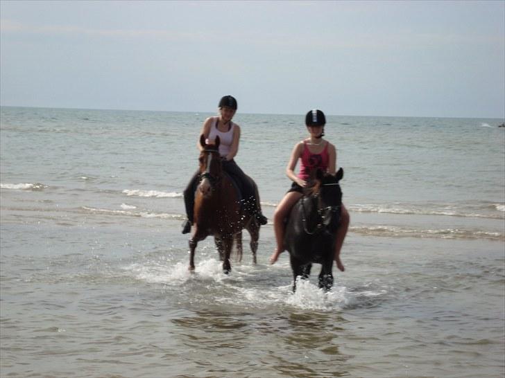 Anden særlig race Kashmir Chilan   /SØSTERS - Dejlig bade tur med Scirocco :D    billede 10