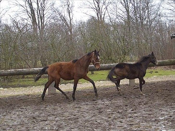 Dansk Varmblod Déchiré *Babzen* - 16-03/11 ~ Babz ude og løbe med en ny baby :D billede 5