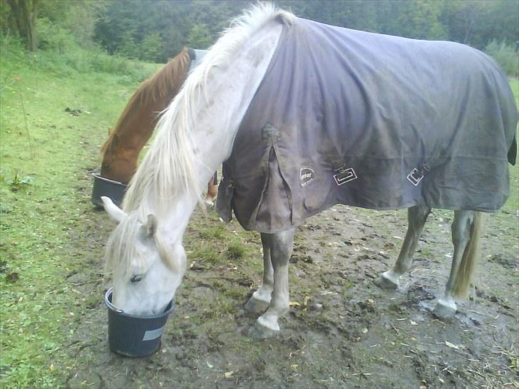 Shagya Araber (SH) Shanita Mellemgård billede 1