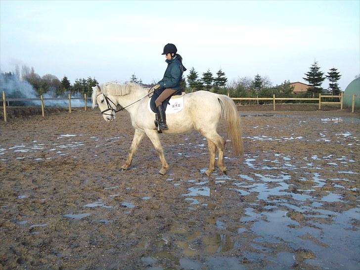 Shagya Araber (SH) Shanita Mellemgård billede 2