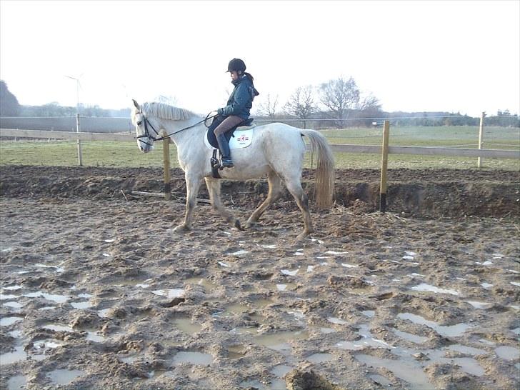 Shagya Araber (SH) Shanita Mellemgård billede 3