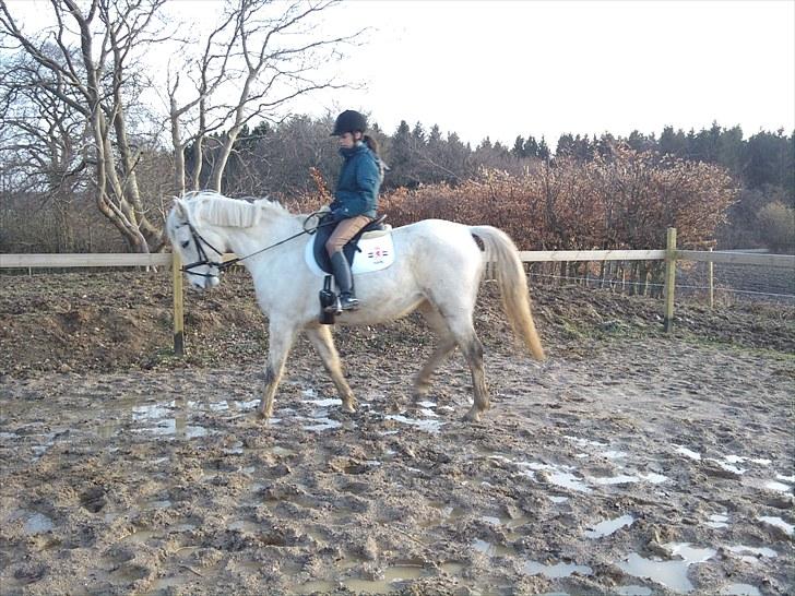 Shagya Araber (SH) Shanita Mellemgård billede 4