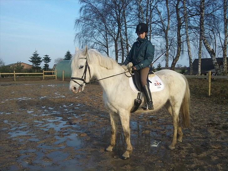 Shagya Araber (SH) Shanita Mellemgård billede 5