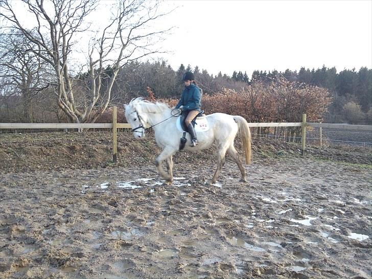 Shagya Araber (SH) Shanita Mellemgård billede 6