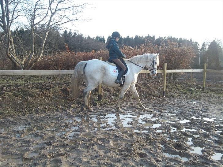 Shagya Araber (SH) Shanita Mellemgård billede 7