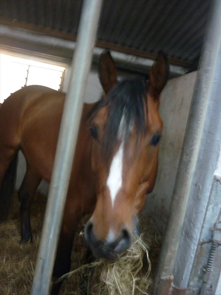 Ungarnsk Varmblod  Ramzes furioso Legény - død :'( billede 9