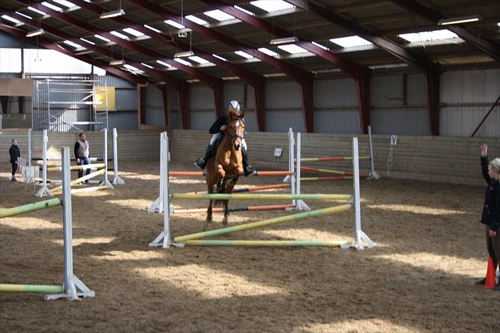 New Forest Hamilton<3( Ikk mere :´(  - Til stævne, mener at det er en LA<3 billede 1