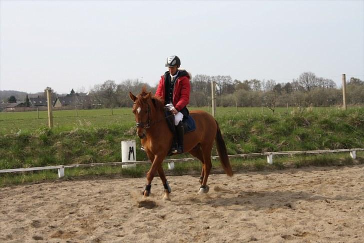 New Forest Hamilton<3( Ikk mere :´(  - Mere stævne - Opvarmning.. billede 2