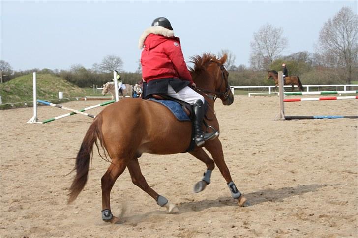 New Forest Hamilton<3( Ikk mere :´(  - Opvarmning til stævne<3 billede 3