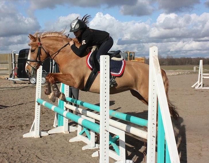 Anden særlig race Sally miin Prinsesse Y solgt billede 12