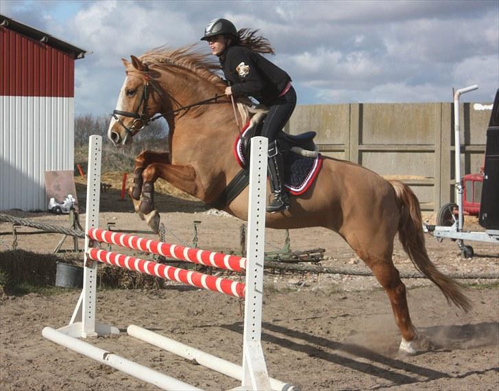 Anden særlig race Sally miin Prinsesse Y solgt billede 13