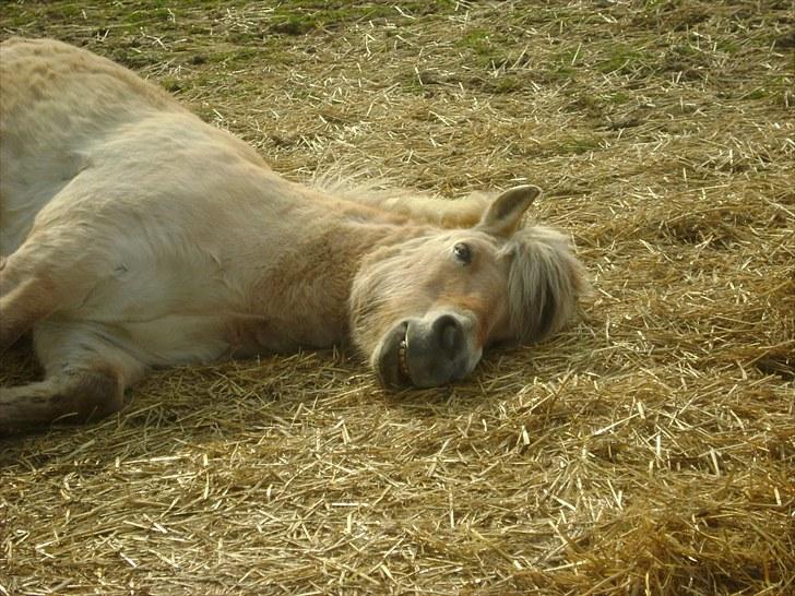 Fjordhest Fly billede 15