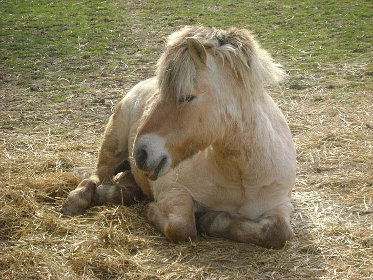 Fjordhest Fly billede 16