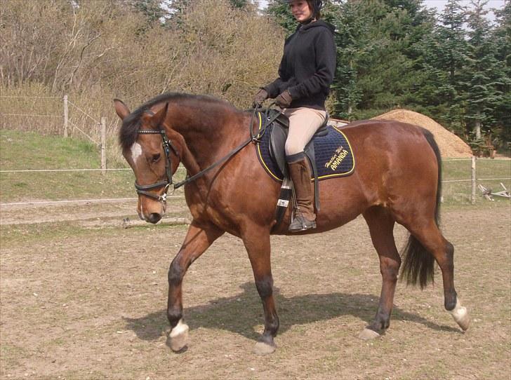 Traver Heather Wild Solgt - 25/04-2010 billede 12