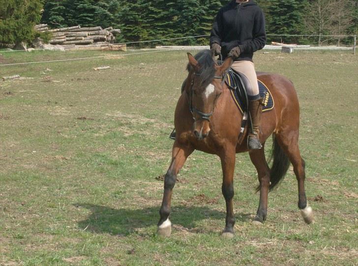 Traver Heather Wild Solgt - 25/04-2010 billede 13