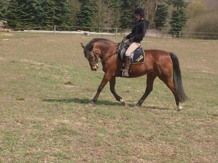 Traver Heather Wild Solgt - 25/04-2010 billede 14