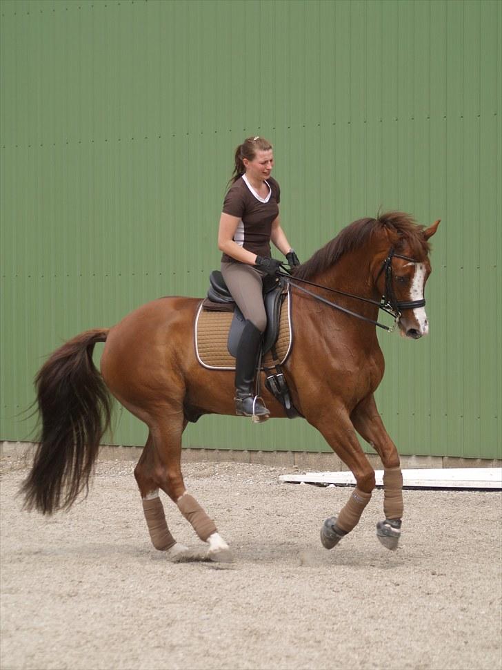 Tysk Oldenburger Pink Floyd F. (Pink) billede 17