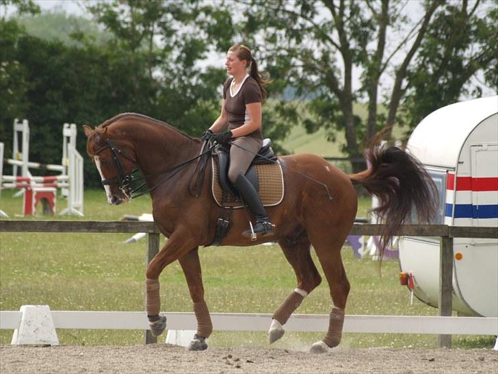 Tysk Oldenburger Pink Floyd F. (Pink) billede 18