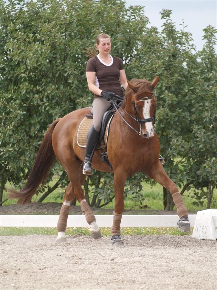 Tysk Oldenburger Pink Floyd F. (Pink) billede 19