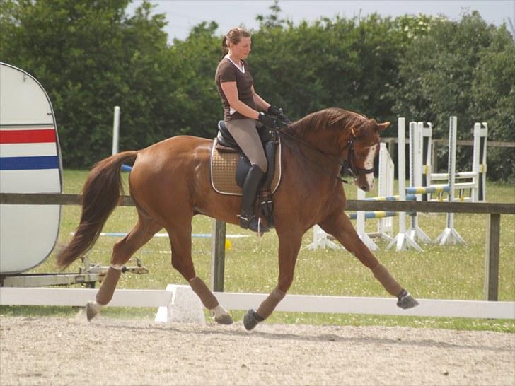 Tysk Oldenburger Pink Floyd F. (Pink) billede 20