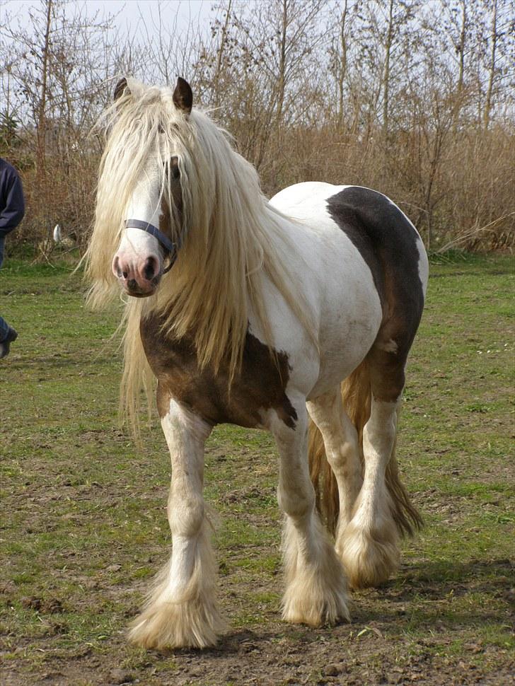 Irish Cob Welsh Warrior AVLSHINGST billede 17